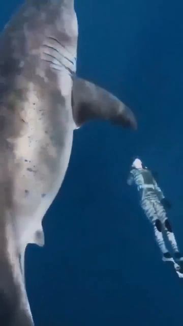 video_14105250499122.mp4