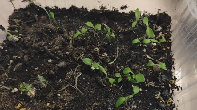 РЕЗУЛЬТАТЫ ПОСЕВА ОЧЕНЬ КРАСИВЫХ СЕМЯН ЦВЕТОВ. Можно ли покупать семена у частных продавцов? #цветы смотреть онлайн