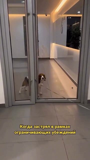 На опыте столкновения со стеклом