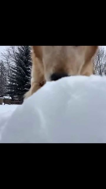 #собаки #снег #снегопад #собачийфан #зимниеигры #природаисобаки