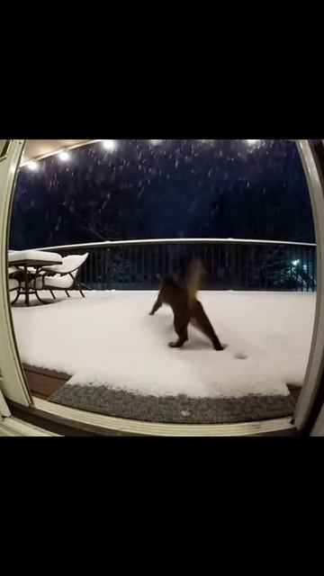 Игры в снегу #коты #холодныекоты #приключениякотов #зимниегерои #котыснегу #смешныекотики #кошачийве Игры в снегу #коты #холодныекоты #приключениякотов #зимниегерои #котыснегу #смешныекотики #кошачийве