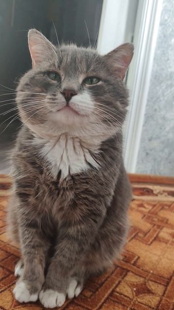 Тебе со мной повезло..#забавныепитомцы#юмор#кот#животные