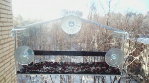 Птицы в окне