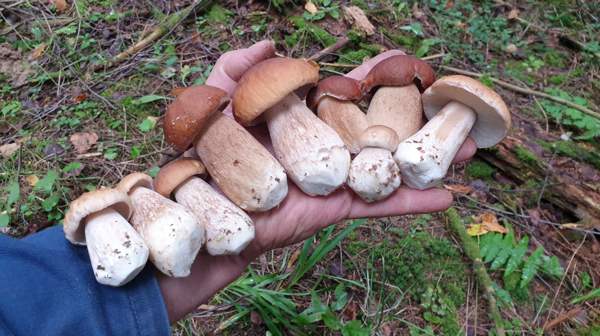 БЕЛЫЕ ГРИБЫ В КАЖДОМ ЛЕСУ ! СЧАСТЬЕ ! смотреть онлайн