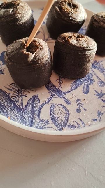 Острый перчик ✅
Посеяла в шайбы😉✅