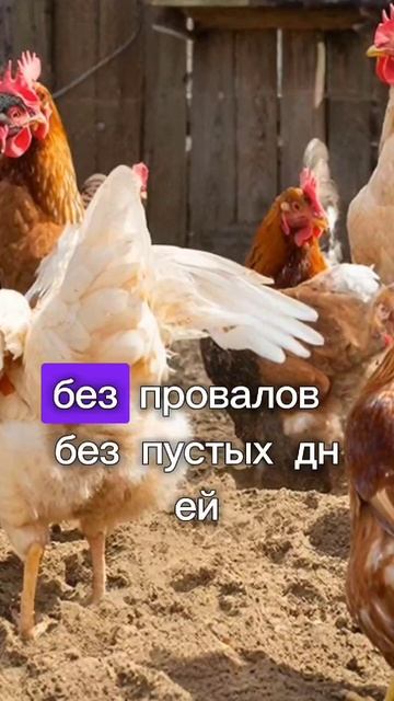 почему куры несутся 😊?
