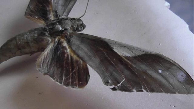 БРАЖНИКИ: 683. Clanis stenosema