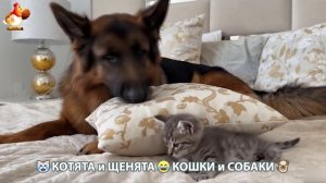 Котята и щенята 🐈🐶 Кошки и собаки 🤗 Милое видео про животных (92)
