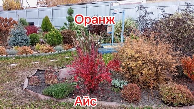 барбарис Тунберга Оранж Айс в коллекции моего сада