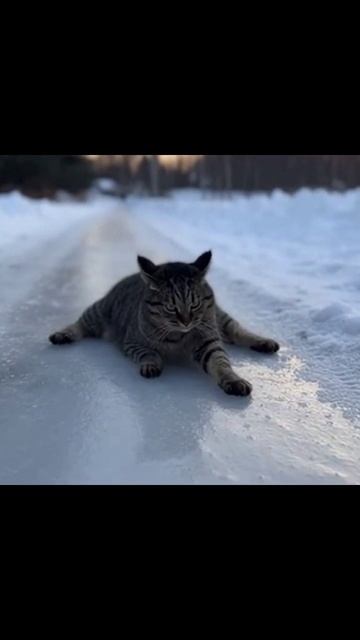 Кот на льду #зимниеприключения #смешныевидео #котнапрогулке #смешныеживотные