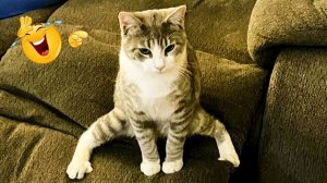 Смешные и забавные животные 😻😺 Лучшие приколы с животными 🐶 Подборка приколов с животными