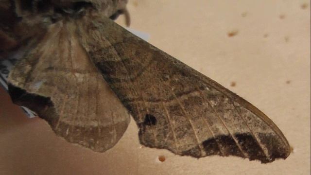 БРАЖНИКИ: 681. Likoma crenata