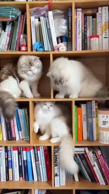 смешняффка shorts