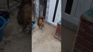 Злыдни говорят, что собаки меня боятся