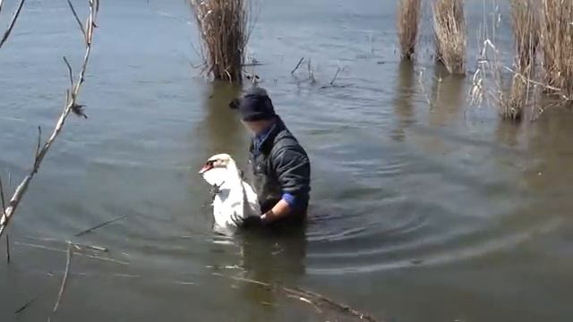 Спасал лебедя запутавшегося в коряжнике с леской