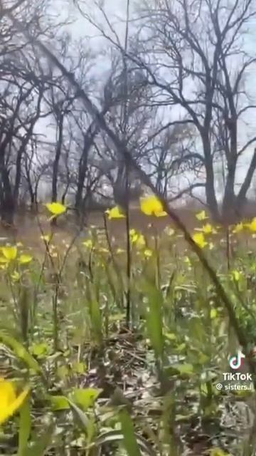 VID_20260206_052940_688.mp4