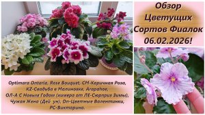 Обзор Цветущих Сортов Фиалок 06.02.2026!