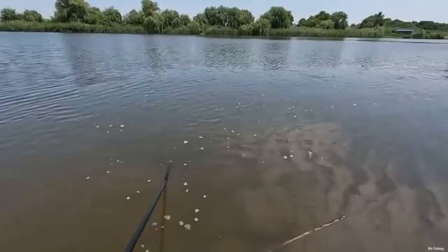 БЕЛЫЙ АМУР НА ФЛЭТ-ФИДЕР, поклёвки рыбы, хороший улов по сазану, карпу, рыбалка