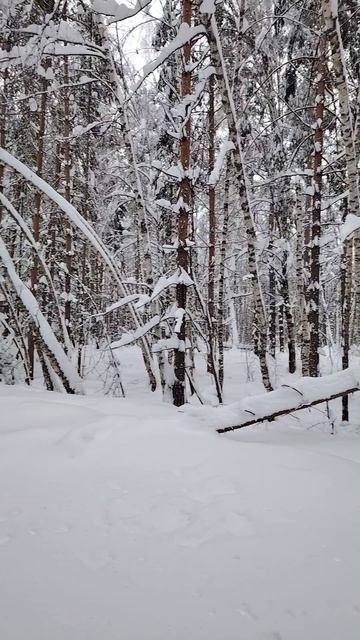 Красавица береза вся белая в снегу ( 6 февраля)