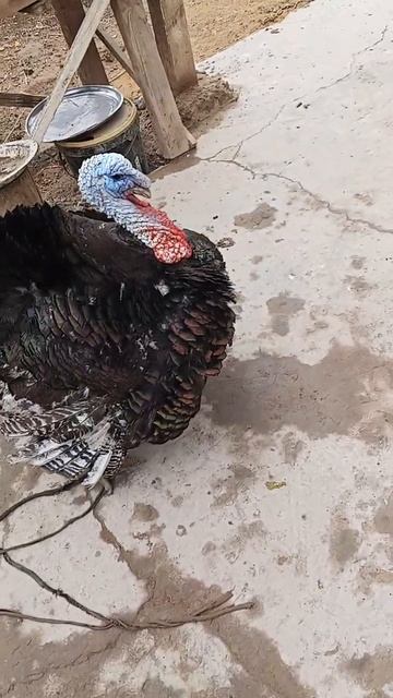 индушка 25 кло