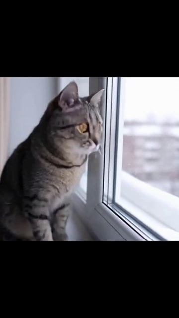 #коты #котомания #котэ