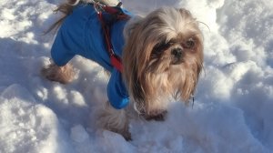 Когда кошка перестала тебя замечать: история одной неразделённой любви