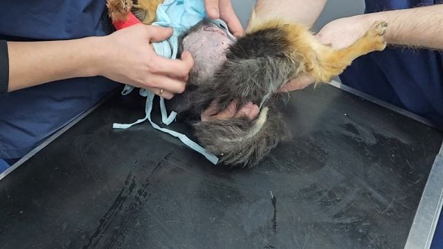 Шаг к жизни без боли! Первые сутки после спасения | Кроха