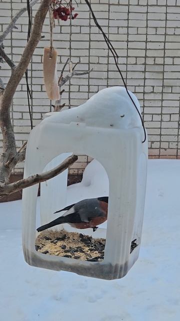 739.mp4Снегирь.