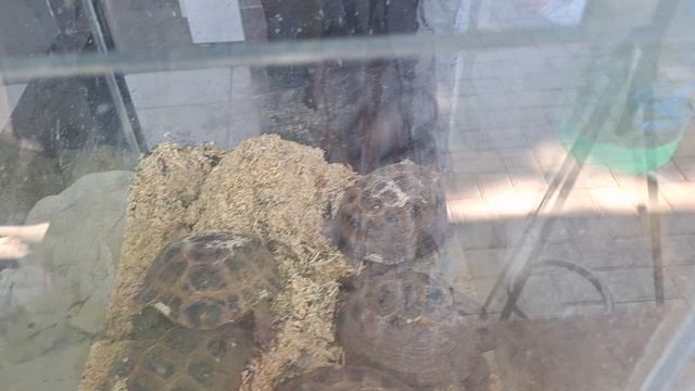 Зоомагазин в Самарканде