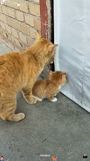 This is the cat’s first time being a mother 😂#cat #cats #funnycats #pets смотреть онлайн