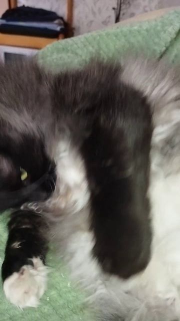 Коту 😽🐈😽Мишке не даю спать 😴😴😴#cat #веселыекоты #automobile #kitten #chat #kitty #видосыоткота