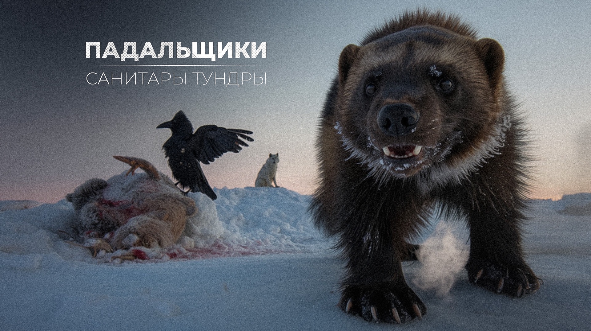 Санитары Севера: кто убирает падаль и остатки добычи смотреть онлайн