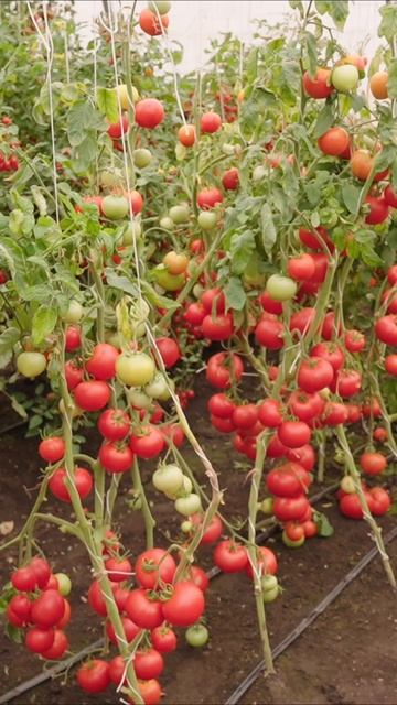 Суперурожайный раннеспелый томат