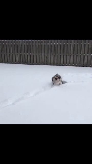 #собакавснегу #зимниеПриключения #зимнийОтдых #снежныеИгры