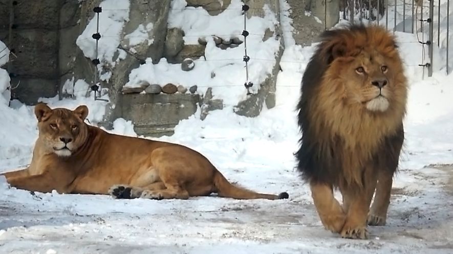 Львица Найтирия гоняет по вольеру льва Ричарда! А что произошло? смотреть онлайн