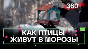 Как помочь пернатым пережить морозы?