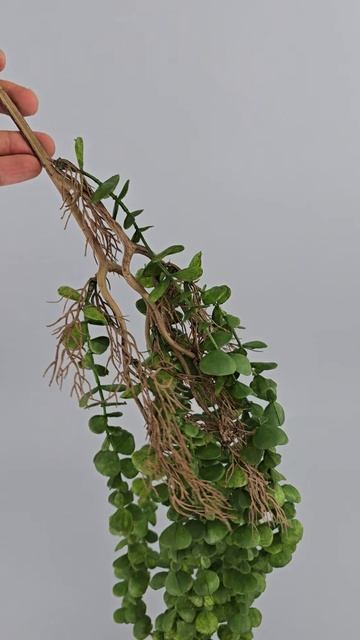 Ампельный эвкалипт Генуя смотреть онлайн