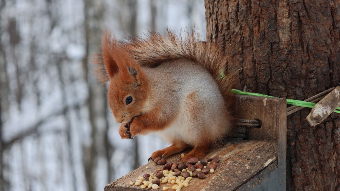 Две белки. Зарисовка