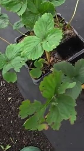 Про саженцы клубники с маркетплейса