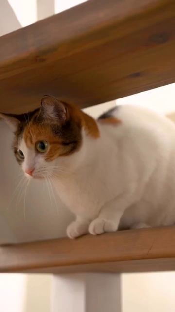 РЫБНЫЙ ПИРОГ СО ВСЯКОЙ ВСЯЧИНОЙ #еда #готовка #выпечка #вкусно #кулинария #рецепт #пирог #эстетика РЫБНЫЙ ПИРОГ СО ВСЯКОЙ ВСЯЧИНОЙ #еда #готовка #выпечка #вкусно #кулинария #рецепт #пирог #эстетика