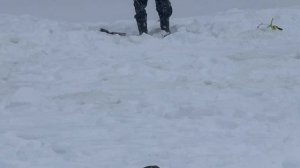 На моргалку.Форель