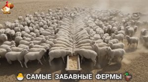 Веселые фермы и выращивание птиц, животных и растений (20)