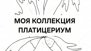 Моя коллекция Платицериум