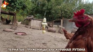 Куриная рутина – что делают куры на выгуле 😂 эпизод (127)