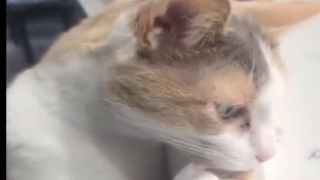 Недовольные коты