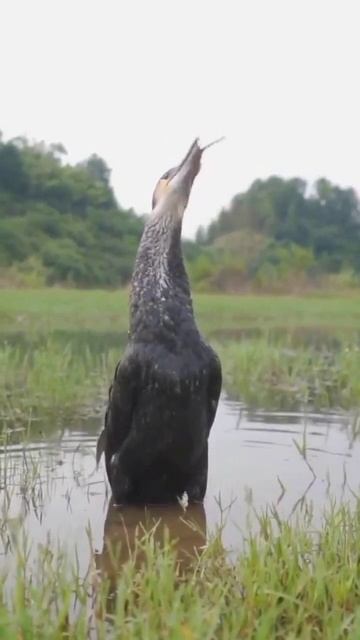 YouCut_20260206_114859350.mp4