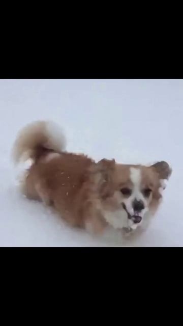 #собака #снег #собачьяжизнь #зимняяпрогулка #питомецвснегу #снегопад #шершаваярадость #собака #снег #собачьяжизнь #зимняяпрогулка #питомецвснегу #снегопад #шершаваярадость