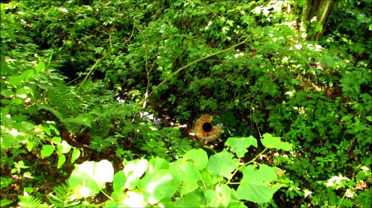 Заросшая канава