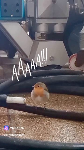 Кто главный на винзаводе «Коктебель»? смотреть онлайн