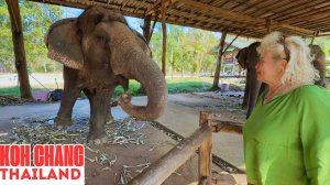 Кто опаснее в Таиланде — слон или обезьяна? Реальный опыт на острове Чанг